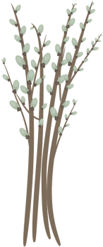 Willow Catkin,willow - Stock.xchng (500x500), Png Download