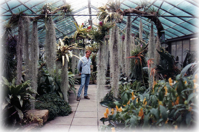 Live Spanish Moss - Botanical Garden (640x426), Png Download