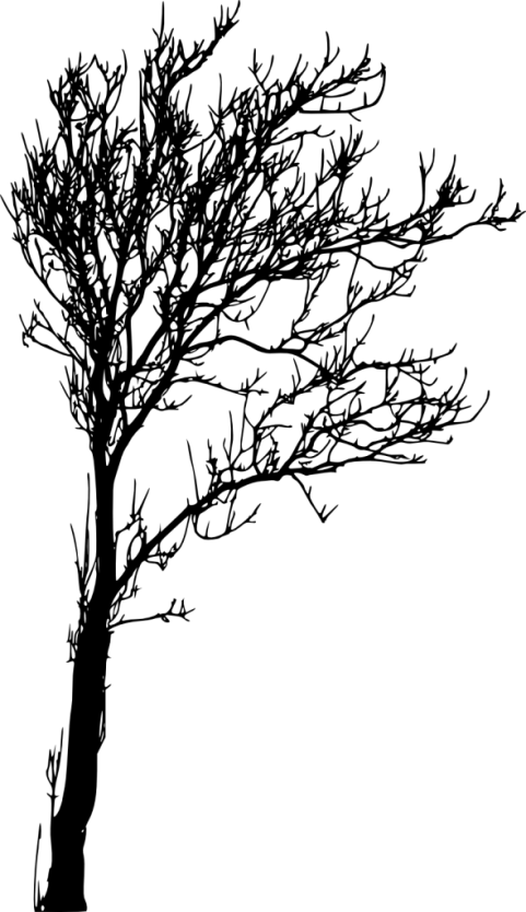 Free Png Bare Tree Silhouette Png Images Transparent - Tree Silhouette Png (481x834), Png Download