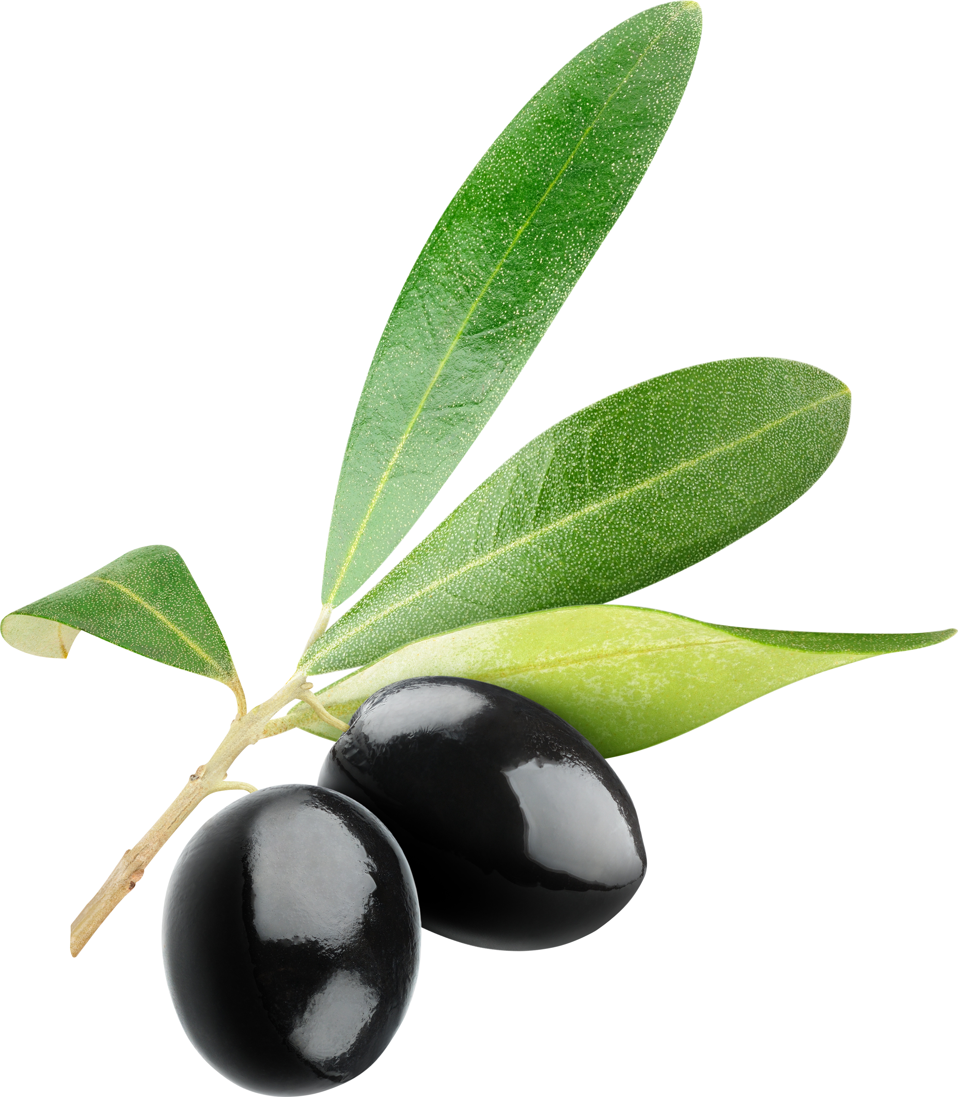 Olive Clipart Free (3062x3506), Png Download