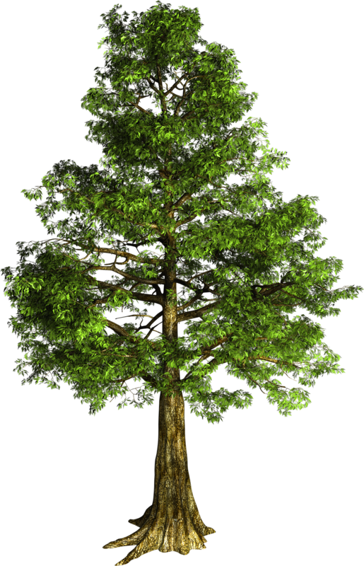 Arbre Détouré (515x800), Png Download
