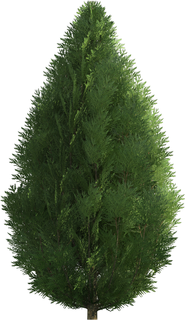Cypress Png Clip Art - Arbusto De Jardin Png (687x1128), Png Download