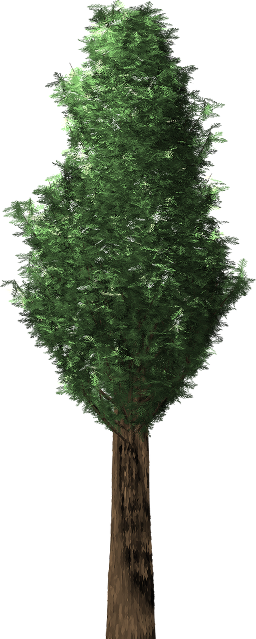 Cypress Plant Tree (513x1280), Png Download