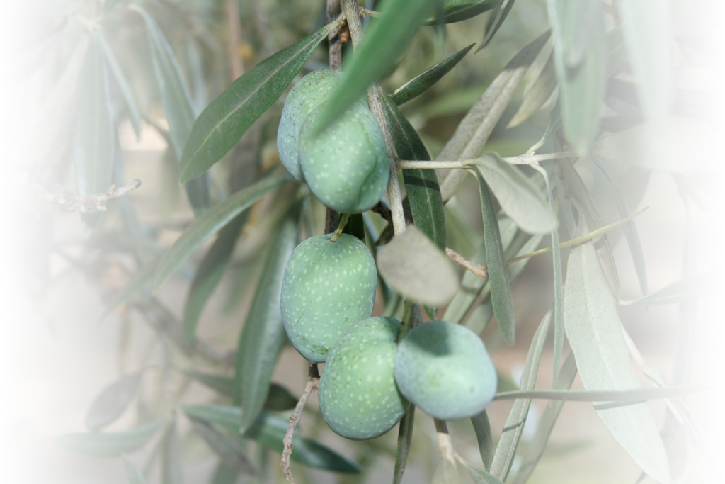 Russian Olive (1024x683), Png Download