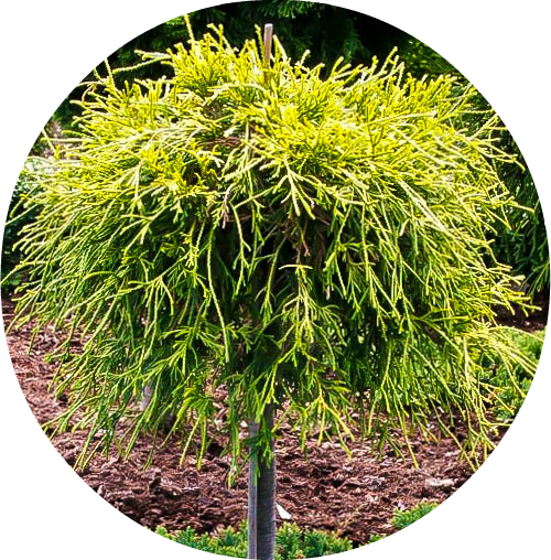 Sungold Cypress Standard 1 - Chamaecyparis Pisifera Sungold (500x508), Png Download
