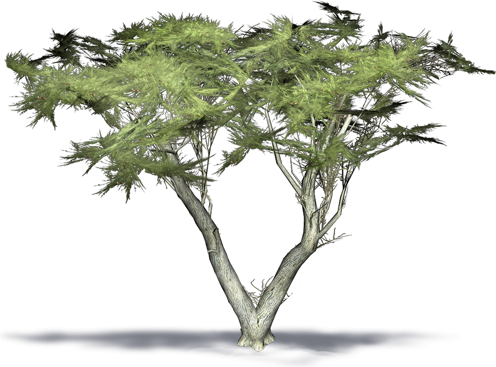 Monterey Cypress 3d Model (1000x1000), Png Download