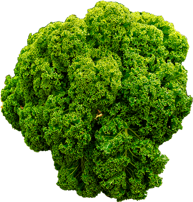 Img Class="img Responsive" Src="https - Curly Kale (707x720), Png Download