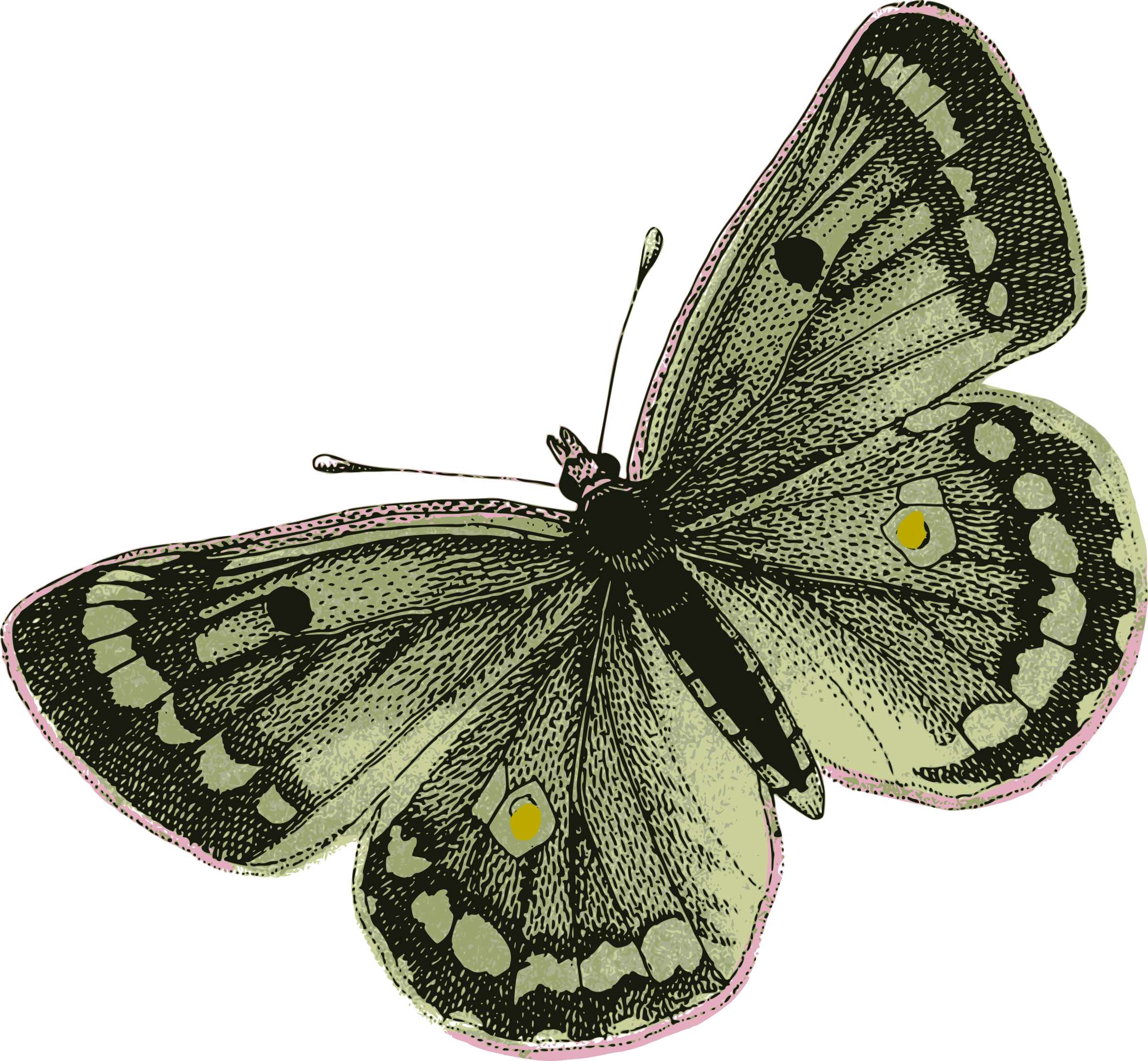 Green Butterfly - Png Green Butterfly (1000x924), Png Download
