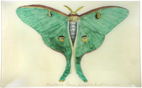 Eyed Green Butterfly - Green Butterfly (500x500), Png Download