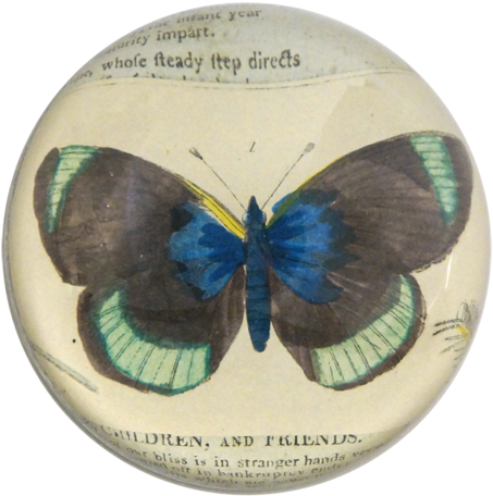 Black Green Butterfly - Trelise Cooper (500x500), Png Download