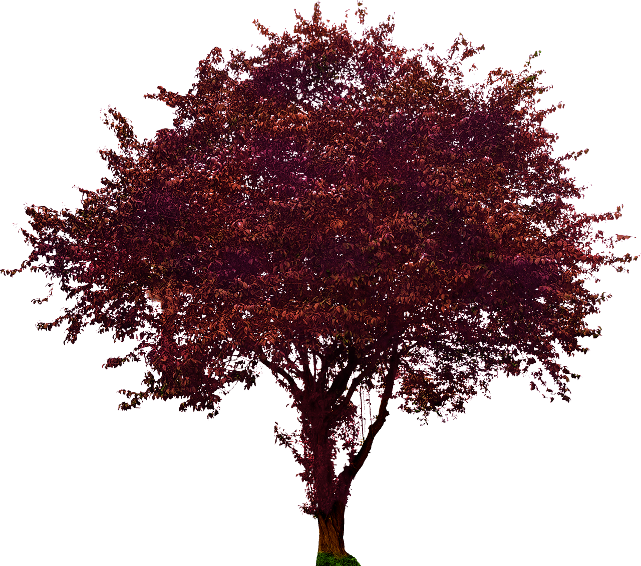 Plum Png Image Transparent Background - Northern Red Oak Png (1280x1131), Png Download