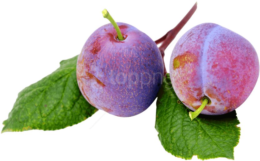 Download Plums Png Image - Portable Network Graphics (500x309), Png Download