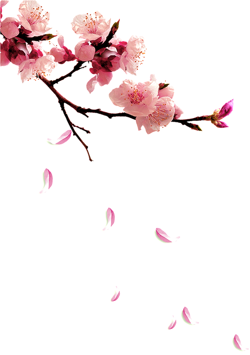Fresh Plum Png - Twig Plum Flower (1024x1451), Png Download