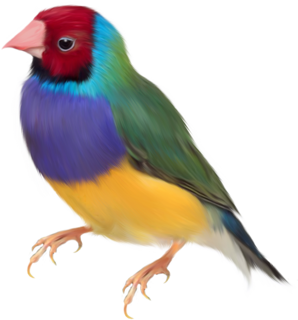 Aves - Gouldian Finch Png (1145x1230), Png Download