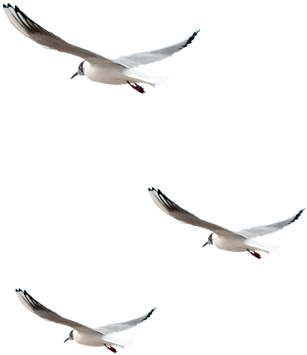 23 De Julio De - Gif Mouette Animé Gratuit (760x781), Png Download