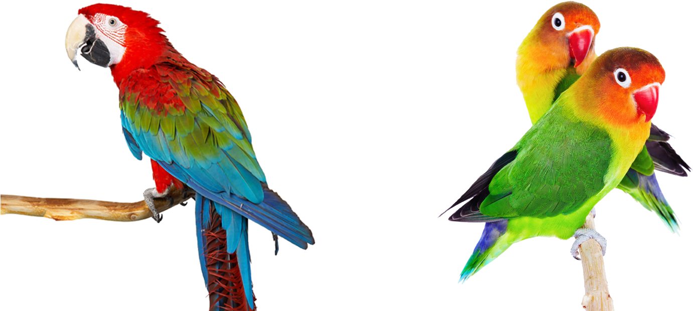 Tienda De Animales - Parrot Hd White Back Ground (1701x684), Png Download