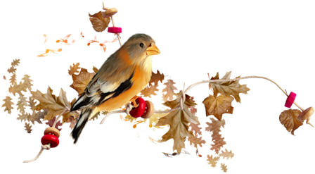 Pajaros Lineas - November Picmix (500x315), Png Download