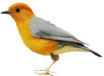 Pajaros - .net (400x332), Png Download