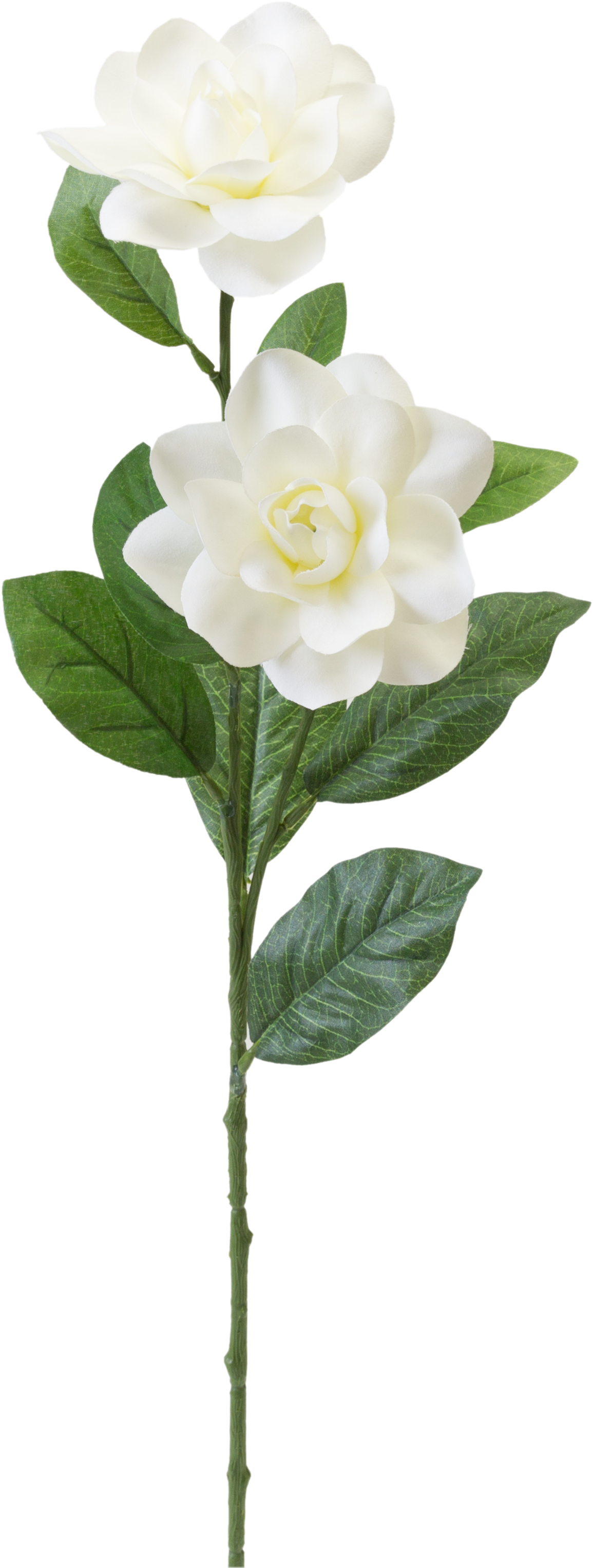 Teters Floral White Gardenia Stem - Garden Roses (2523x3784), Png Download