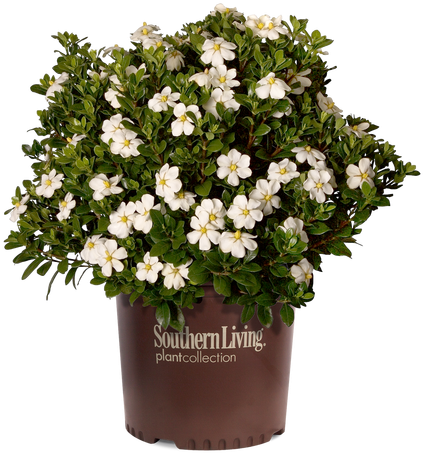 Scentamazing Gardenia Cropped - Gardenia Scent Amazing (500x500), Png Download