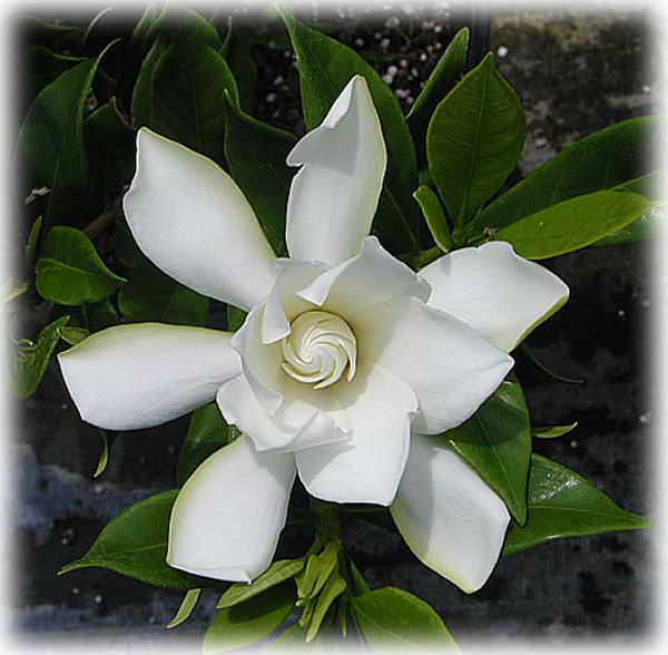 Gardenia "dwarf Radicans" - Gardenia Augusta Radicans (600x588), Png Download