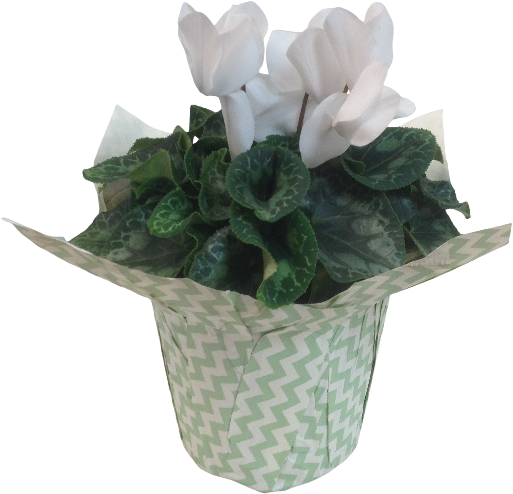 6in Cyclamen White - Cyclamen (3264x2448), Png Download