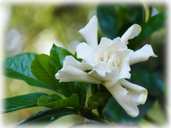 Pause - Gardenia (724x543), Png Download