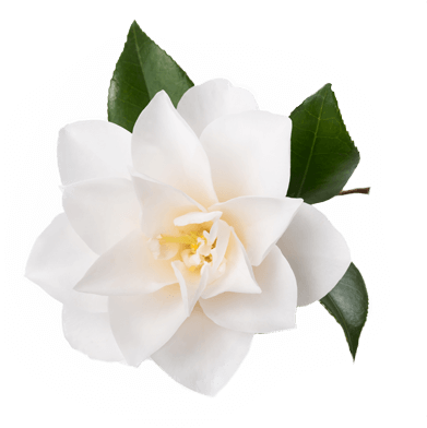 Gardenia - 100% Pure Organic Camellia Seed Oil - 100% Natural (558x404), Png Download