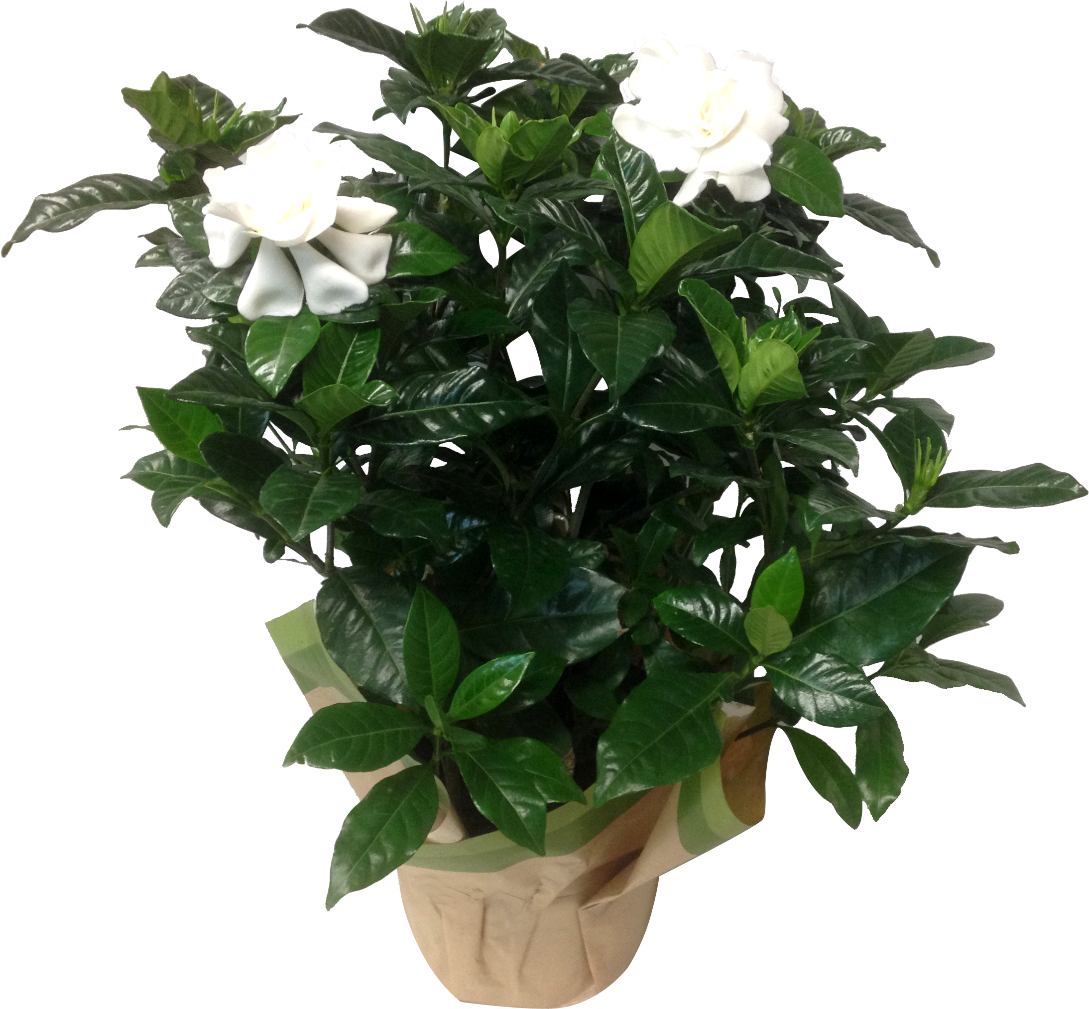 12in Gardenia Gardenia 7 In White Masson Farms - Drawing (2552x2448), Png Download