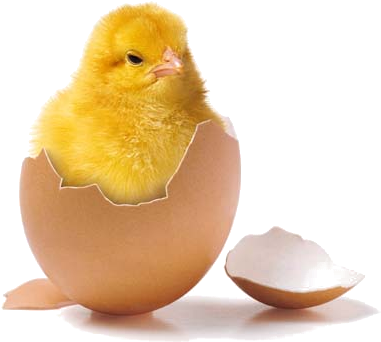 Easter Wallpaper Called Happy Easter - Poussin Animal (394x361), Png Download