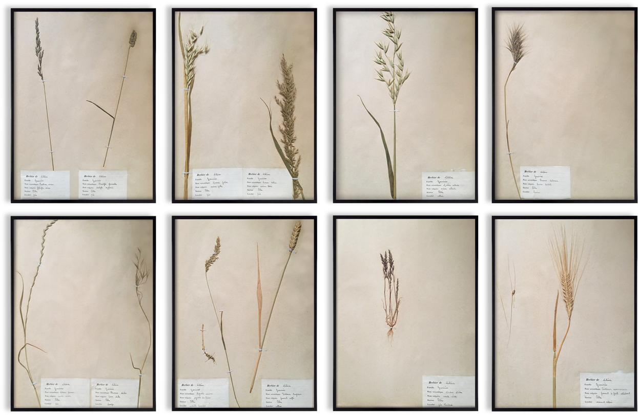 Herbaria Framed Vintage, Black Frame, Wall Decoration - Plywood (1457x1457), Png Download