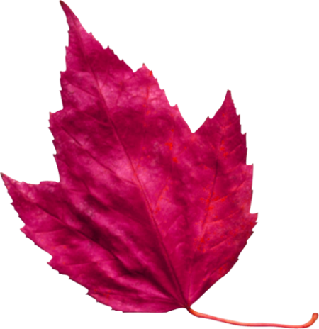 Red Leaf 3 - Pink Autumn Leaf Png (450x464), Png Download