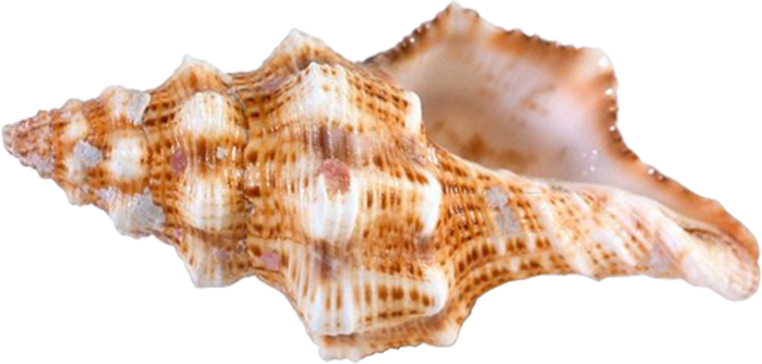 Conch Png - Conch Shells Png (699x334), Png Download