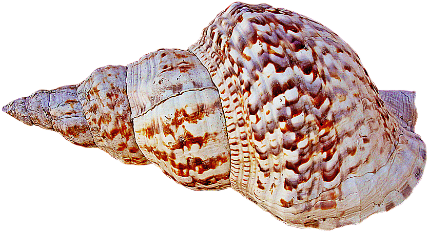 Free Png Conch Png Images Transparent - Caracola Png (850x638), Png Download