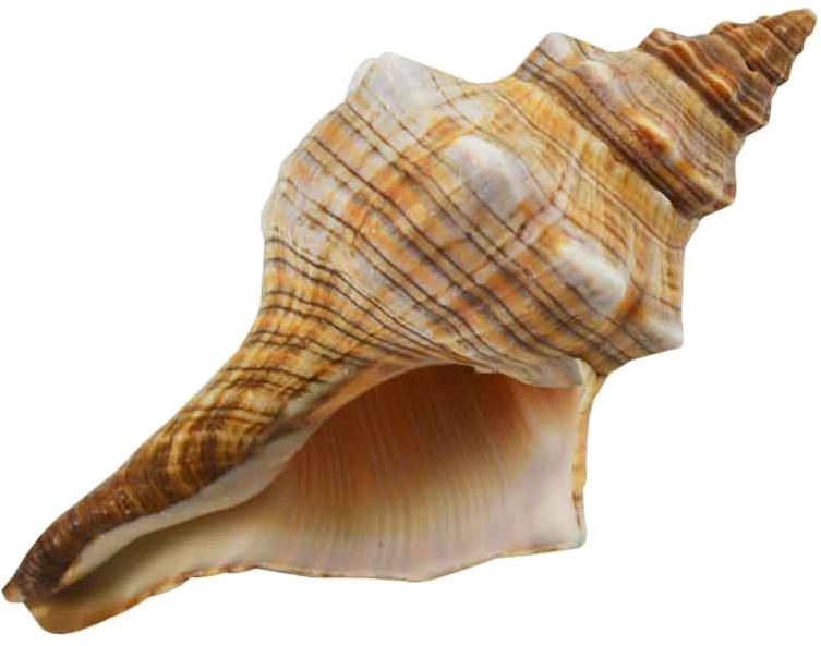Conch Png Download Image - 5 - 6" Striped Fox Shell (1000x1000), Png Download
