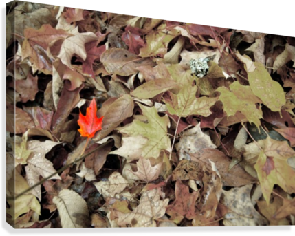 Red Leaf Canvas Print - Skullcap (429x343), Png Download