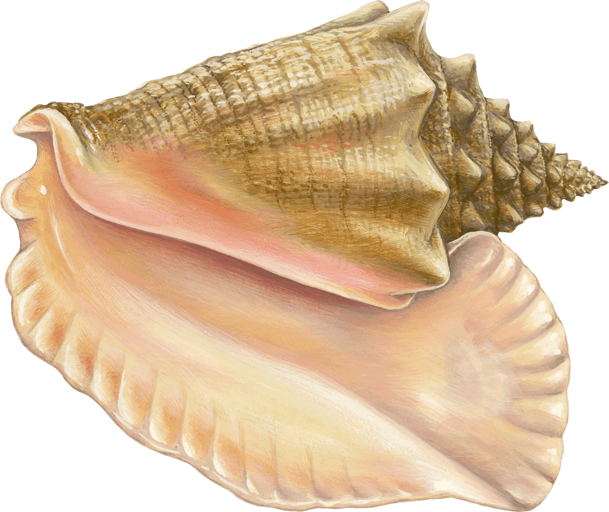 W=500&h=500 - Monterey Bay Aquarium (1200x1010), Png Download