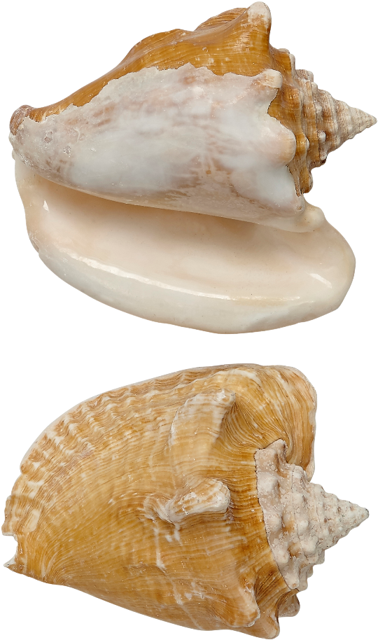 Milk Conch Shell Seashell 5-6" (680x1069), Png Download