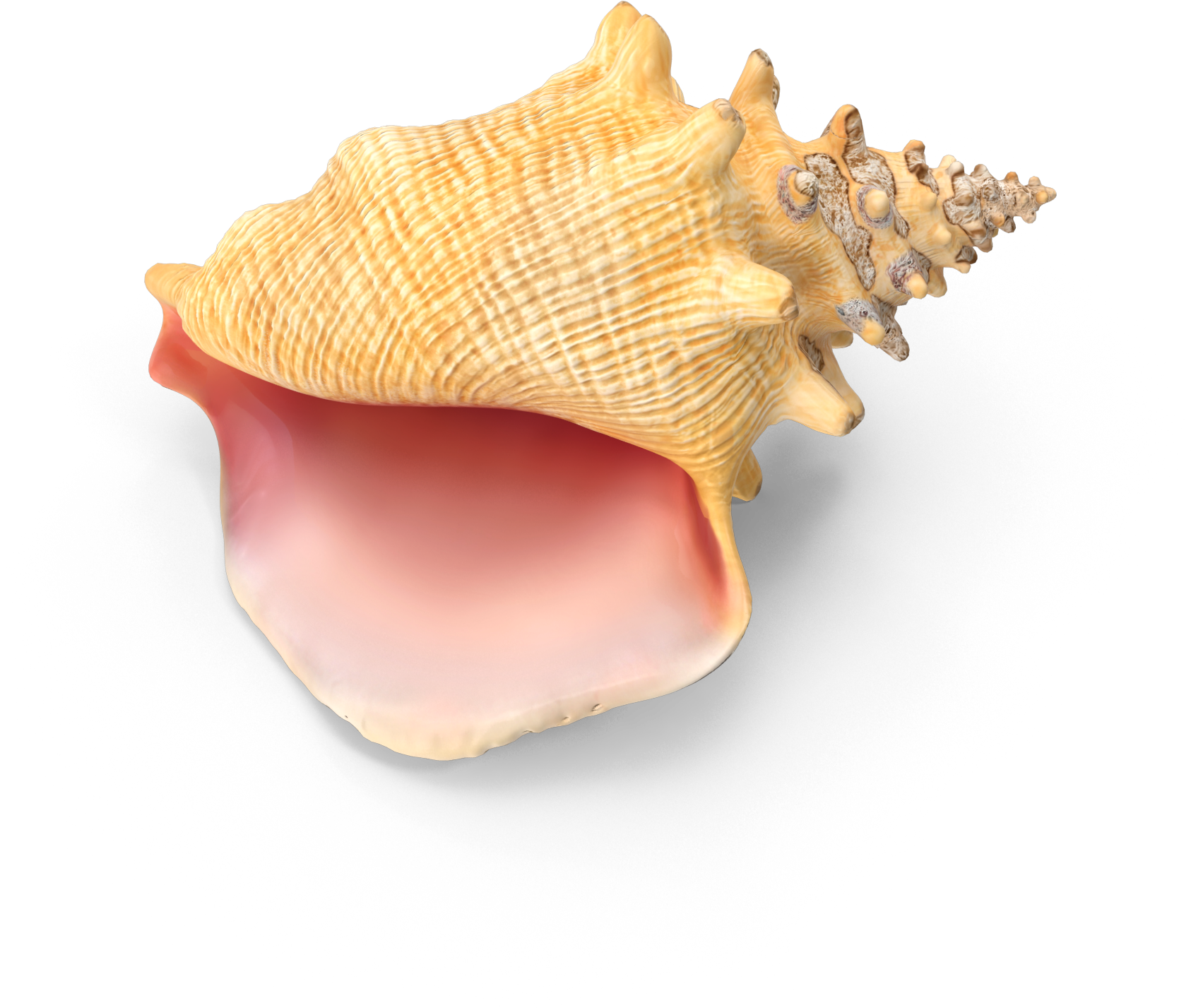 Conch Shell - Conch (2048x2048), Png Download