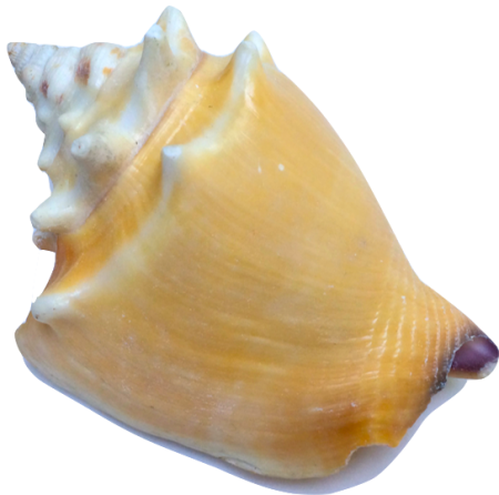 Fighting Conch - Strombus Pugilis (450x446), Png Download