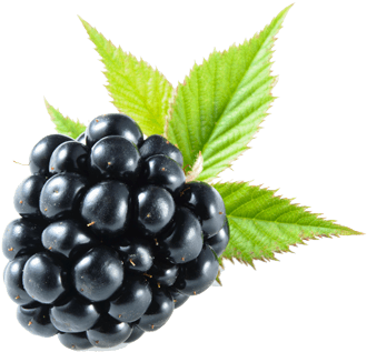 Blackberry Png - Blackberry Fruit No Background (400x400), Png Download