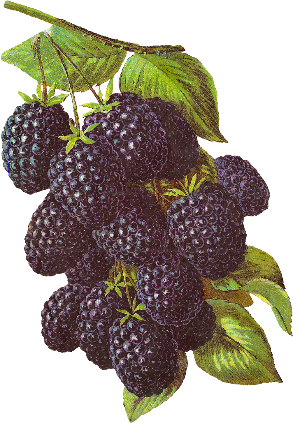 Digital Blackberry Download - Blackberry (1127x1600), Png Download