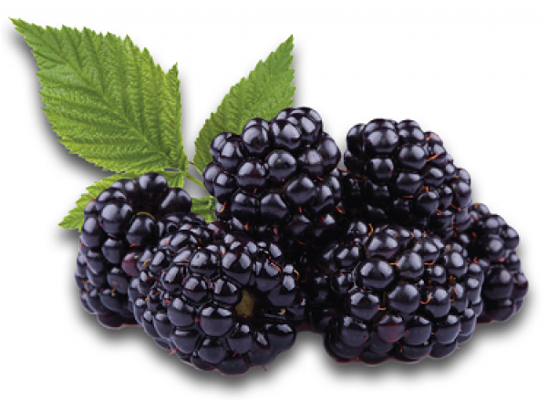Blackberry Syrup 16oz Poly Bottle - Black Raspberry Seed Oil - Cold Pressed Organic Pure (600x600), Png Download