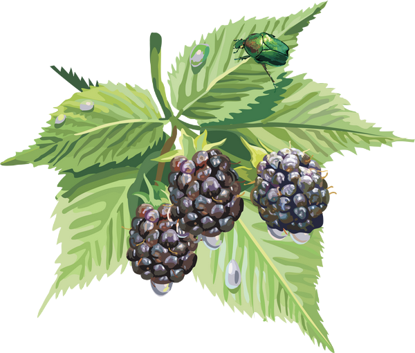 Blackberry Fruit Png (600x510), Png Download