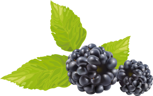 Information And Clip Art About Blackberry Winter - Hollywood Style Whitening Peel Off Mask - Professional (640x402), Png Download