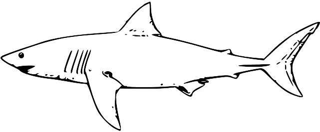 Shark, Fish, Water, Black, Simple - Shark Drawing Black And White (640x320), Png Download