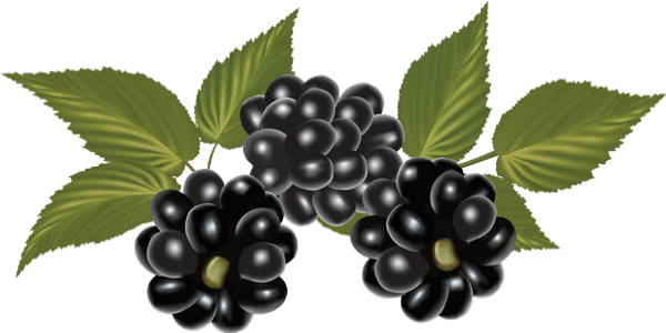 Blackberry Png (600x300), Png Download