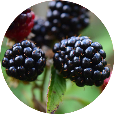 Our Blackberries - Blackberry (500x500), Png Download