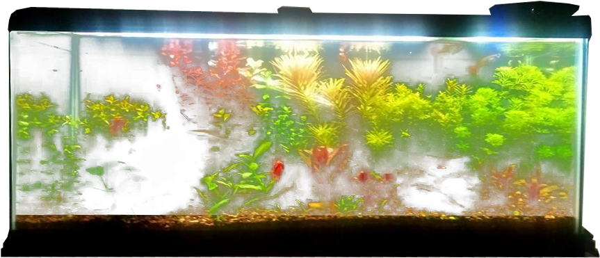 Planted Aquarium - Fish Tank Transparent Background (880x400), Png Download