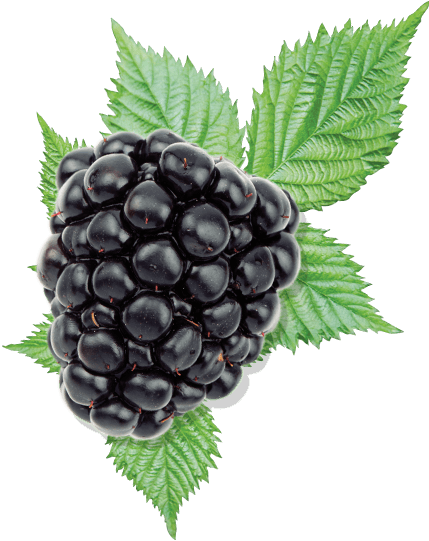 Blackberry Blackberry - Blackberry Berry (429x541), Png Download